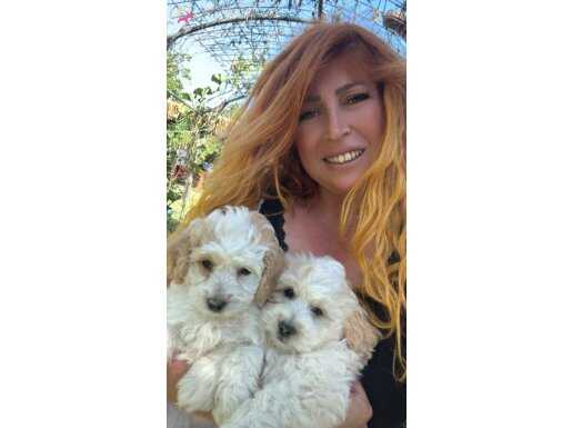 Maltipoo