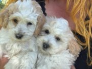 Maltipoo