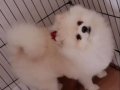 Eğitimli Karbeyazı Prens 9 Aylık Pomeranian Boo