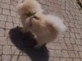 Eğitimli Karbeyazı Prens 9 Aylık Pomeranian Boo