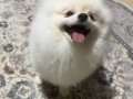 Eğitimli Karbeyazı Prens 9 Aylık Pomeranian Boo