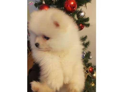 Safkan Pomeranian yavru erkek