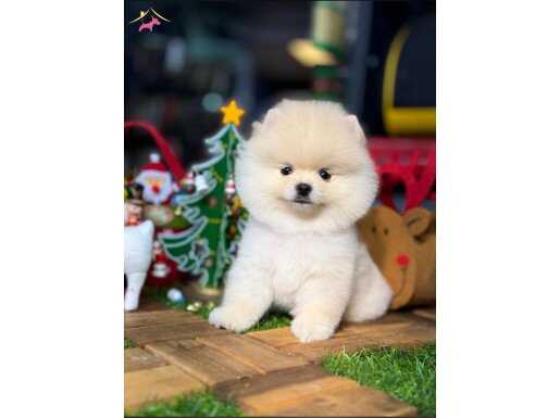 INCI RENK POMERANIAN BOO