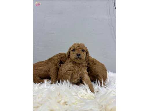 IRK VE SAGLIK GARANTILI TEACUP POODLE YAVRULAR