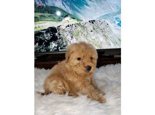 MALTIPOO YAVRULAR