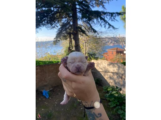 YÜKSEK KALİTELİ AYI SURAT CHOW CHOW