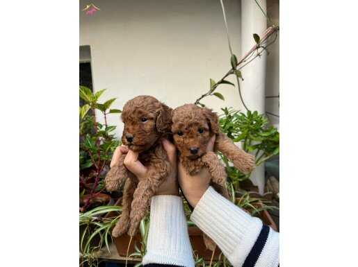 YÜKSEK KALİTELİ TOY POODLE YAVRULAR