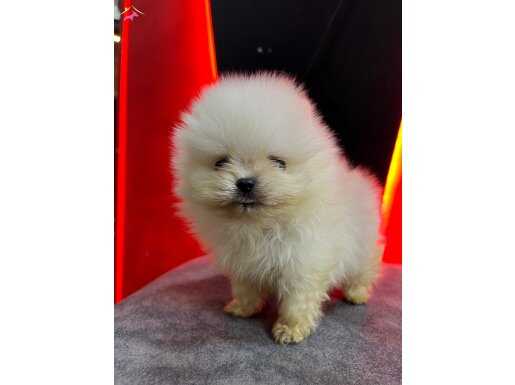 YÜKSEK KALİTELİ POMERANIAN BOO YAVRULARI