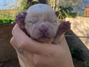 YÜKSEK KALİTELİ AYI SURAT CHOW CHOW