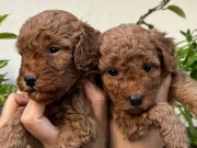 YÜKSEK KALİTELİ TOY POODLE YAVRULAR