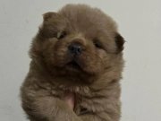 Yüksek Kaliteli Ayı Surat Çin Aslanı