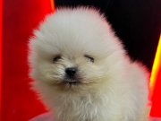 YÜKSEK KALİTELİ POMERANIAN BOO YAVRULARI