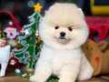 INCI RENK POMERANIAN BOO