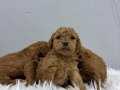 IRK VE SAGLIK GARANTILI TEACUP POODLE YAVRULAR