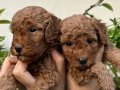 YÜKSEK KALİTELİ TOY POODLE YAVRULAR