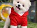 YÜKSEK KALİTE POMERANIAN YAVRULARI