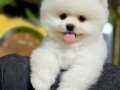 YÜKSEK KALİTE POMERANIAN YAVRULARI