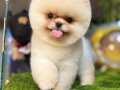 YÜKSEK KALİTE POMERANIAN YAVRULARI