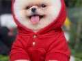 YÜKSEK KALİTE POMERANIAN YAVRULARI