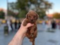Yüksek kaliteli garantili toy poodle yavrular