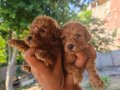 Yüksek kaliteli garantili toy poodle yavrular