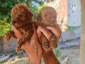 Yüksek kaliteli garantili toy poodle yavrular