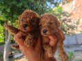 Yüksek kaliteli garantili toy poodle yavrular