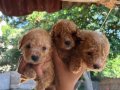 Yüksek kaliteli garantili toy poodle yavrular