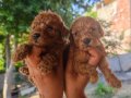 Yüksek kaliteli garantili toy poodle yavrular