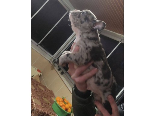 Güzel kızımın 2 adet bebişi