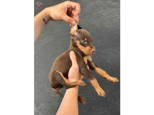 SAFKAN DOBERMAN YAVRULAR