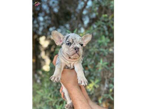 ÖZEL RENK VE RENKLİ GÖZLÜ FRENCH BULDOG YAVRULAR