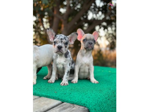 SAFKAN OYUN DELİSİ FRENCH BULDOGLAR