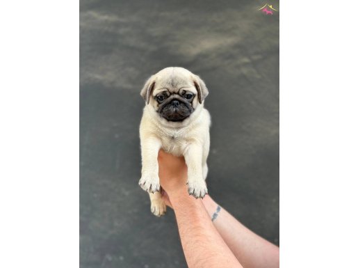 HAMBURGER SURAT PUG MOPS YAVRULAR