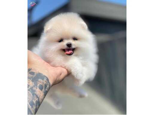 ÜST KALİTE POMERİAN BOO YAVRULAR