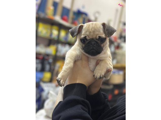 HAMBURGER SURAT GÜL KUYRUK PUG YAVRULAR