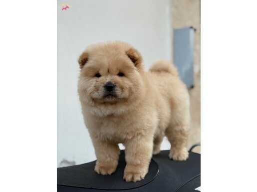 AYI SURAT PANDA GİBİ ÇİN ASLANI YAVRULAR