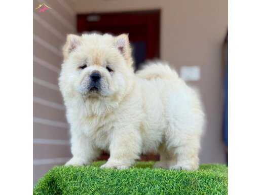 KARTOPU PANDA GİBİ CHOW CHOW YAVRULAE