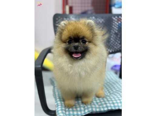 ÜST KALİTE RUSYA GİRİŞLİ POMERİAN BOO