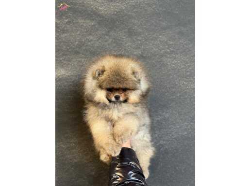 TEACUP POMERANIAN BOO | AYICIK SURATLI ÜST KALİTE YAVRU