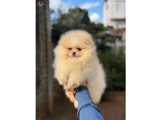 ÜST KALİTE AYICIK SURAT POMERİAN BOO