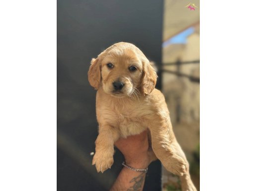 A KALİTE ERKEK COCKER YAVRULAR