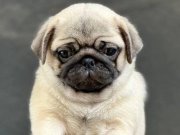 HAMBURGER SURAT PUG MOPS YAVRULAR