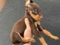 SAFKAN DOBERMAN YAVRULAR