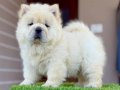 KARTOPU PANDA GİBİ CHOW CHOW YAVRULAE