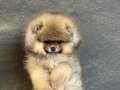 TEACUP POMERANIAN BOO | AYICIK SURATLI ÜST KALİTE YAVRU