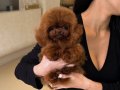 KALİTELİ POODLE YAVRULAR