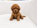 KALİTELİ POODLE YAVRULAR