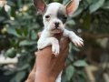 A KALİTE ERKEK DİŞİ FRENCH BULDOG YAVRULAR