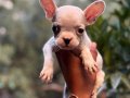 A KALİTE ERKEK DİŞİ FRENCH BULDOG YAVRULAR